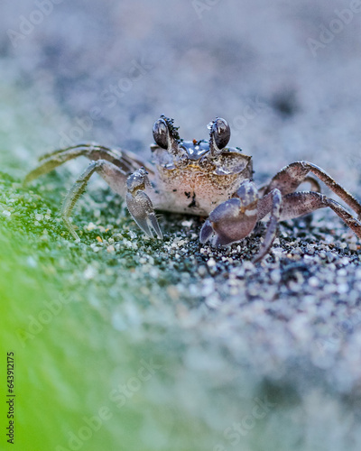 close up of crab