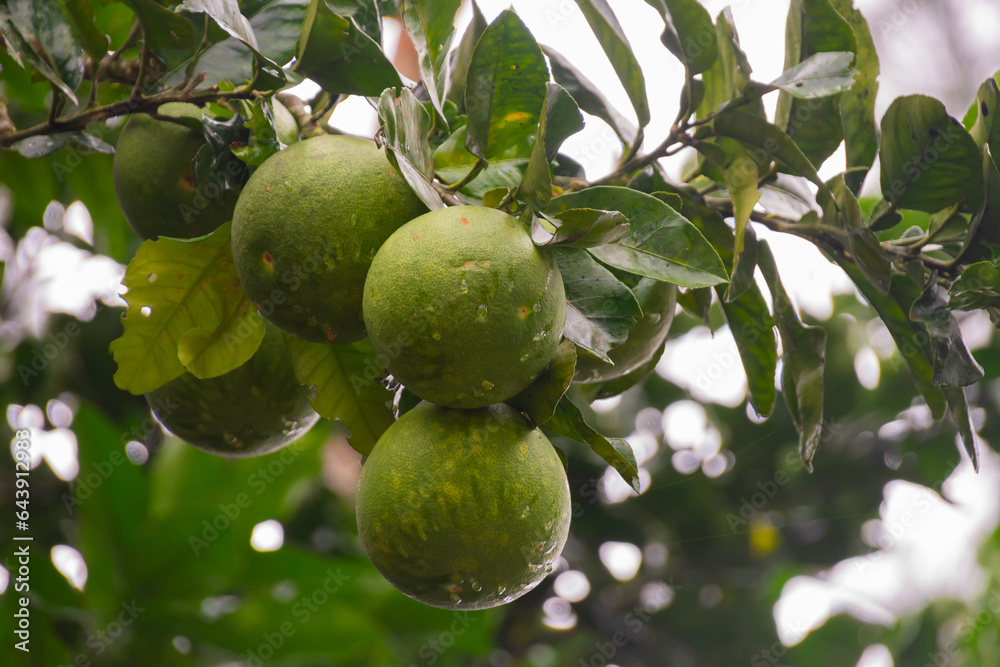 Large green pomelo fruits on a tree branch Large green pomelo fruits on a tree branch