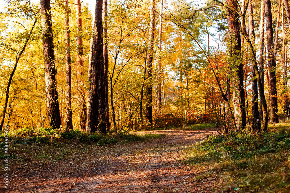 Autumn forest. Yellow leaves on the trees. A road among pines and maples with autumn leaves. Autumn forest. Yellow leaves on the trees. A road among pines and maples with autumn leaves.