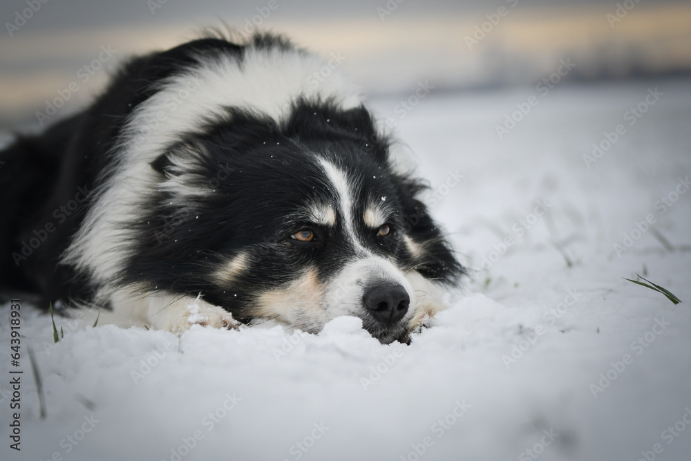 Border collie is laying in the snow. Winter fun in the snow. Border collie is laying in the snow. Winter fun in the snow.