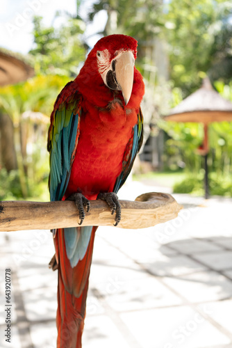 Portrait of colourful Scarlet Macaw parrot in Indonesia zoo
