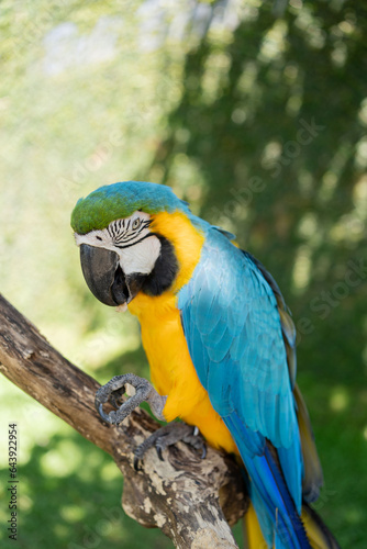  Blue-and-yellow macaw closeup Ara ararauna, exotic bird. 