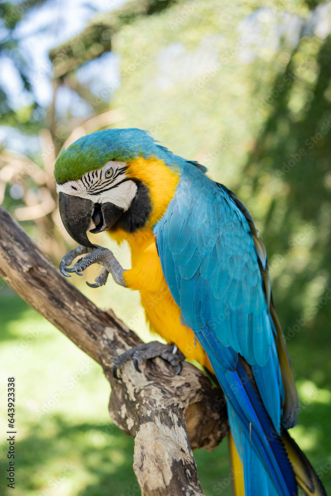  Blue-and-yellow macaw closeup Ara ararauna, exotic bird. 