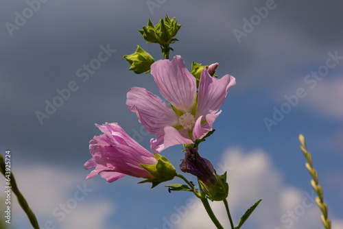 Flower close-up of Malva alcea greater musk, cut leaved, vervain or hollyhock mallow, on soft blurry green grass background photo