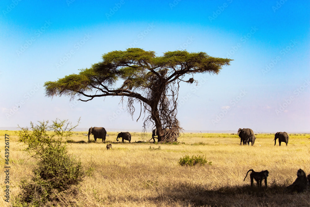 Fototapeta premium Elephants and monkeys