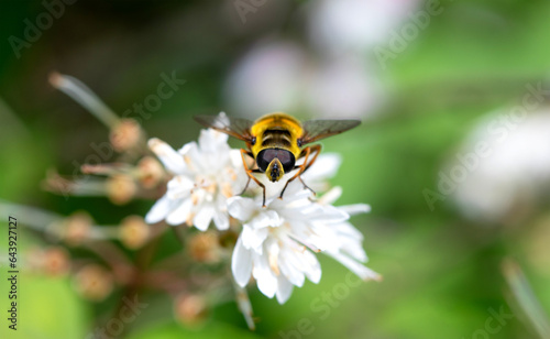 Beautiful flowering Deutzia scabra plant in the garden. Beautiful white and pink flowers with pollinating bees.