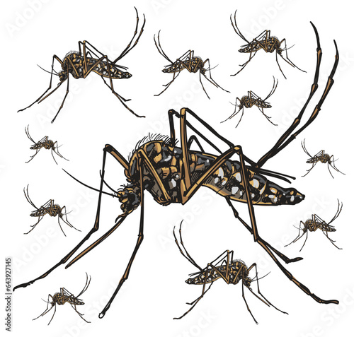hand drawn  dengue mosquito insecta color