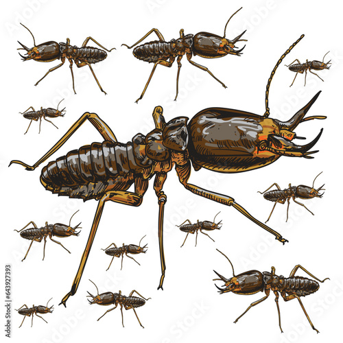 hand drawn  Termite insecta color