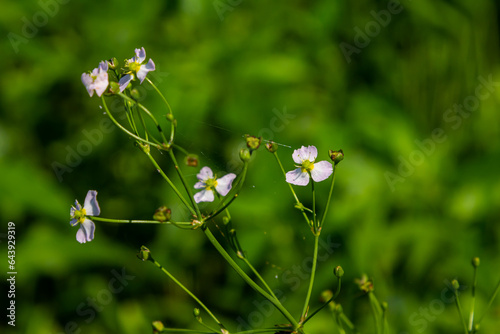 Phreatophyte. American water plantain Alisma plantago-aquatica in swampy-forest river water. Northeast Europe grow on river bank washed away by current, spring water erosion