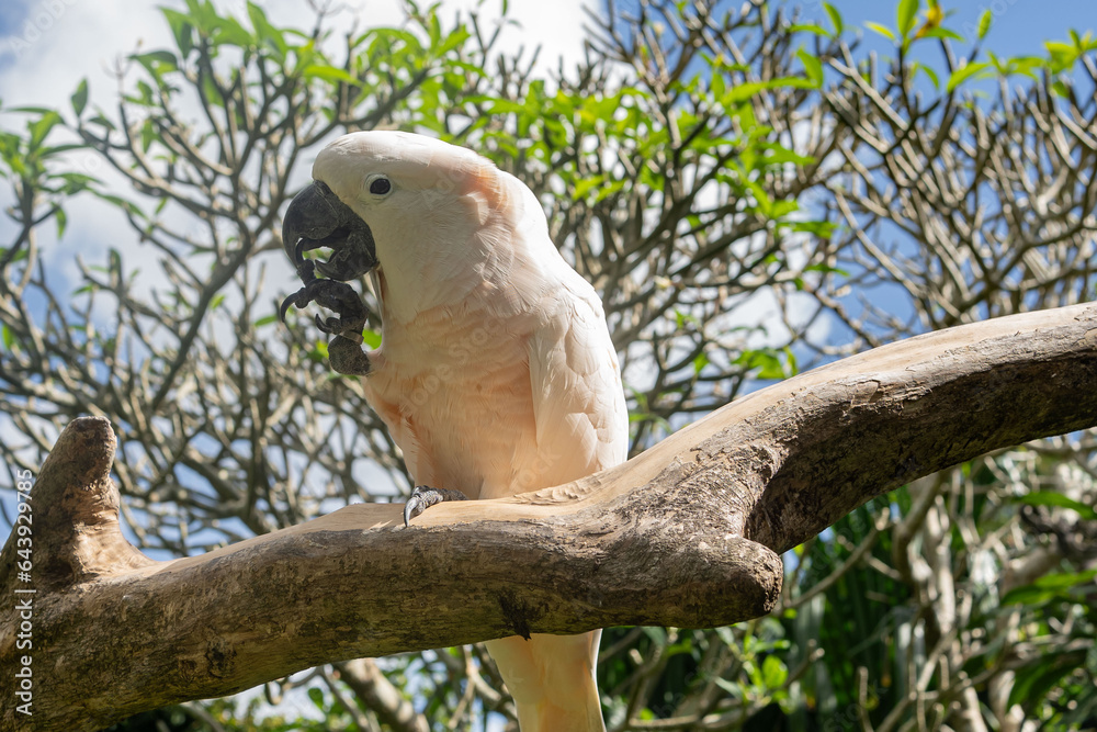 Pink cacatua bird in Bali zoo portrait. Pink cacatua bird in Bali zoo portrait.