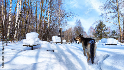 Fototapeta Naklejka Na Ścianę i Meble -  Dog German Shepherd on at the cemetery on the grave of owner in winter day and white snow arround. Waiting eastern European dog veo