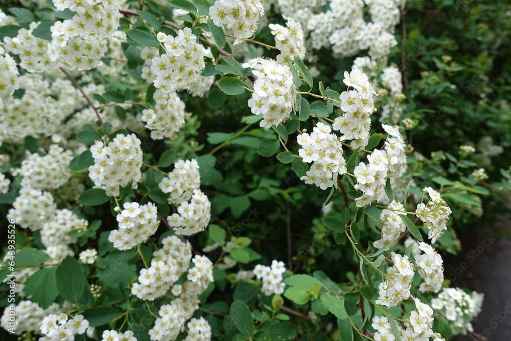 Small white flowers of Spiraea vanhouttei in May Small white flowers of Spiraea vanhouttei in May