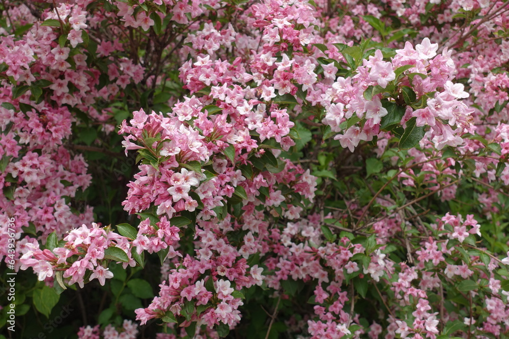 Lots of pink flowers of Weigela florida in mid May