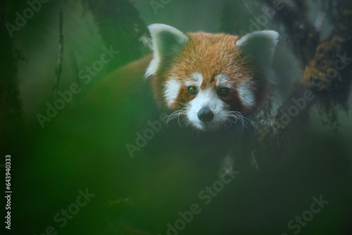 Fotografía Creative portrait of red panda peering through mossy vegetation on top of an oak