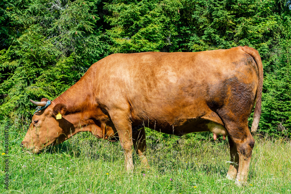 Cow on the meadow in Jaworki near Szczawnica (Poland)