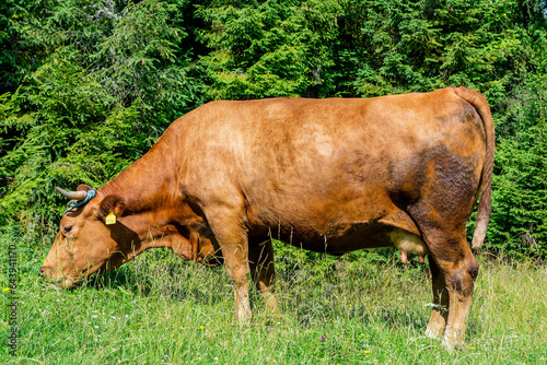 Obraz na płótnie Cow on the meadow in Jaworki near Szczawnica (Poland) w salonie