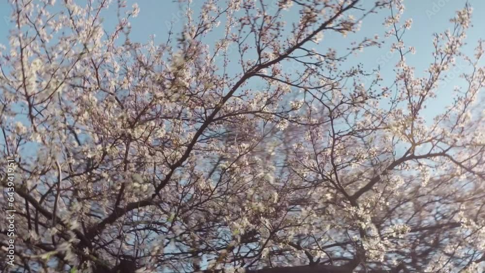Springtime at Park Szczytnicki in Wrocław, Poland - A Stunning Video Showcasing Nature’s Beauty #ParkSzczytnicki #Wroclaw #Spring #Poland #Nature #Travel #Outdoor #ScenicViews #ExplorePoland Springtime at Park Szczytnicki in Wrocław, Poland - A Stunning Video Showcasing Nature’s Beauty #ParkSzczytnicki #Wroclaw #Spring #Poland #Nature #Travel #Outdoor #ScenicViews #ExplorePoland