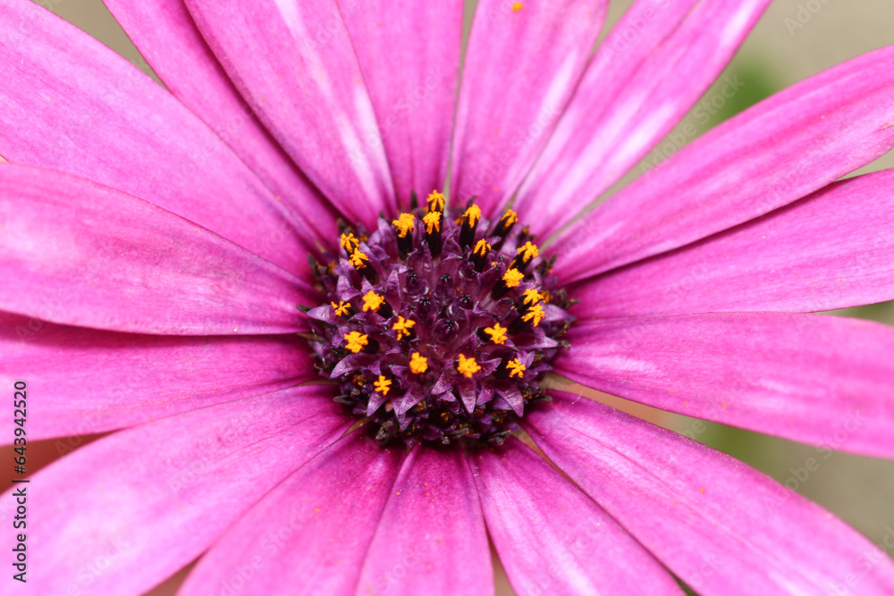 alpine aster purple flower macro photo alpine aster purple flower macro photo
