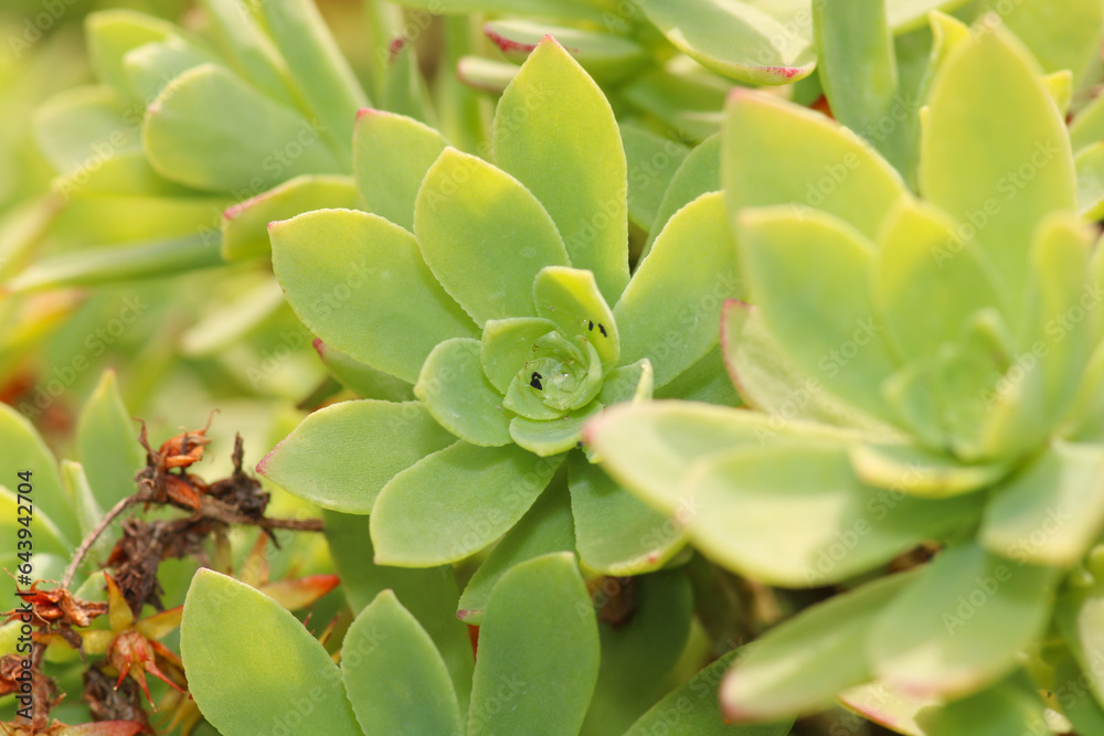 sedum palmeri succulent plant photo sedum palmeri succulent plant photo