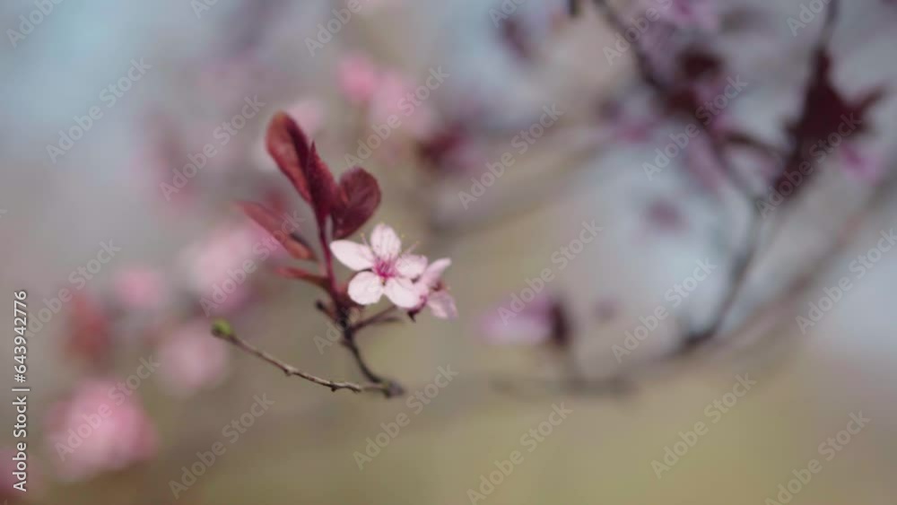 Springtime at Park Szczytnicki in Wrocław, Poland - A Stunning Video Showcasing Nature’s Beauty #ParkSzczytnicki #Wroclaw #Spring #Poland #Nature #Travel #Outdoor #ScenicViews #ExplorePoland Springtime at Park Szczytnicki in Wrocław, Poland - A Stunning Video Showcasing Nature’s Beauty #ParkSzczytnicki #Wroclaw #Spring #Poland #Nature #Travel #Outdoor #ScenicViews #ExplorePoland