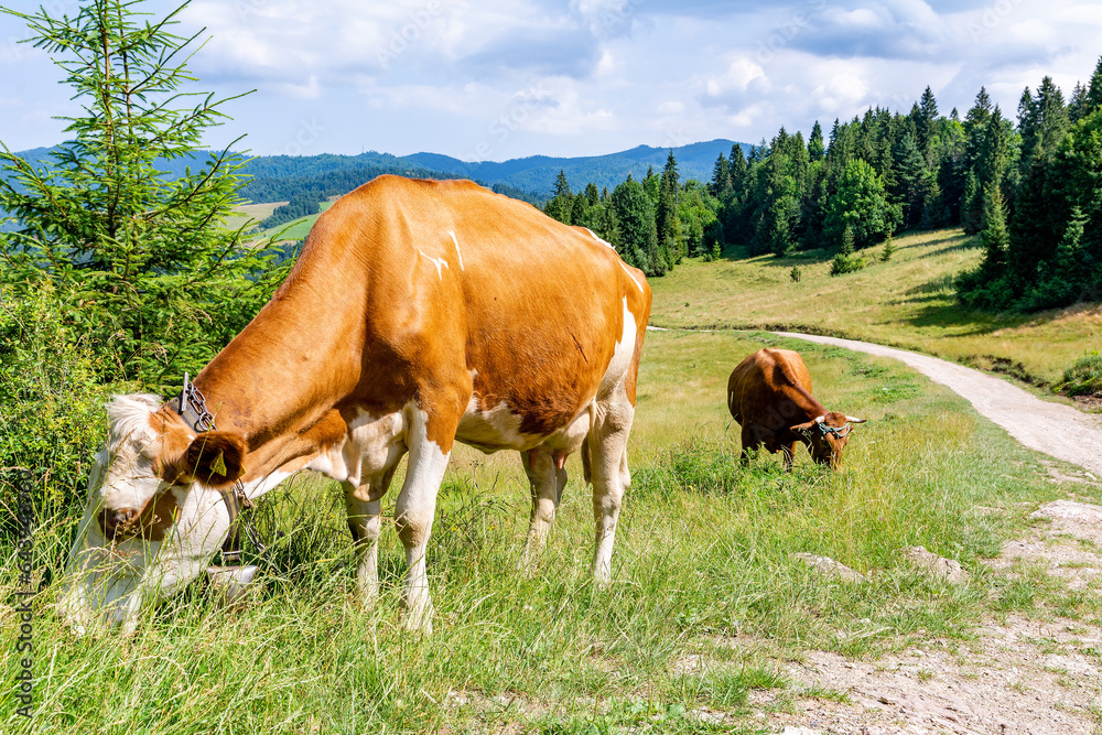 Cow on the meadow in Jaworki near Szczawnica (Poland)
