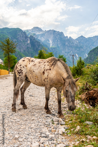 A horse on the trail in the valley of Theth national park, Albania. Albanian Alps