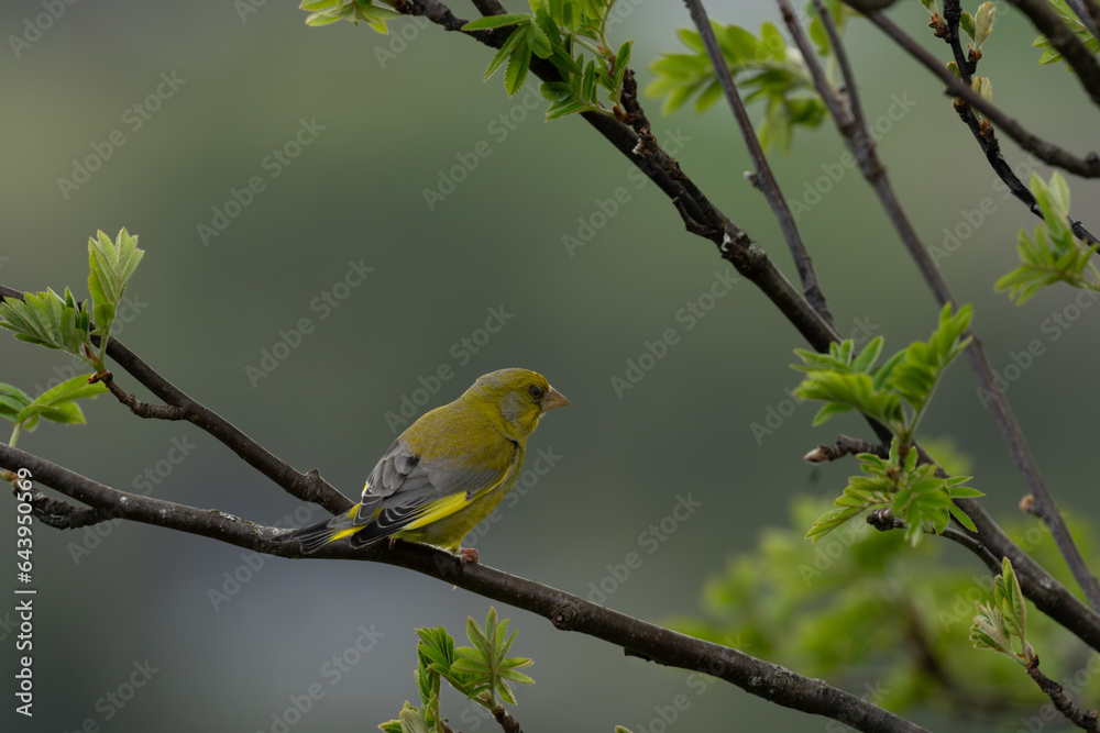 European greenfinch (Chloris chloris) on a branch European greenfinch (Chloris chloris) on a branch