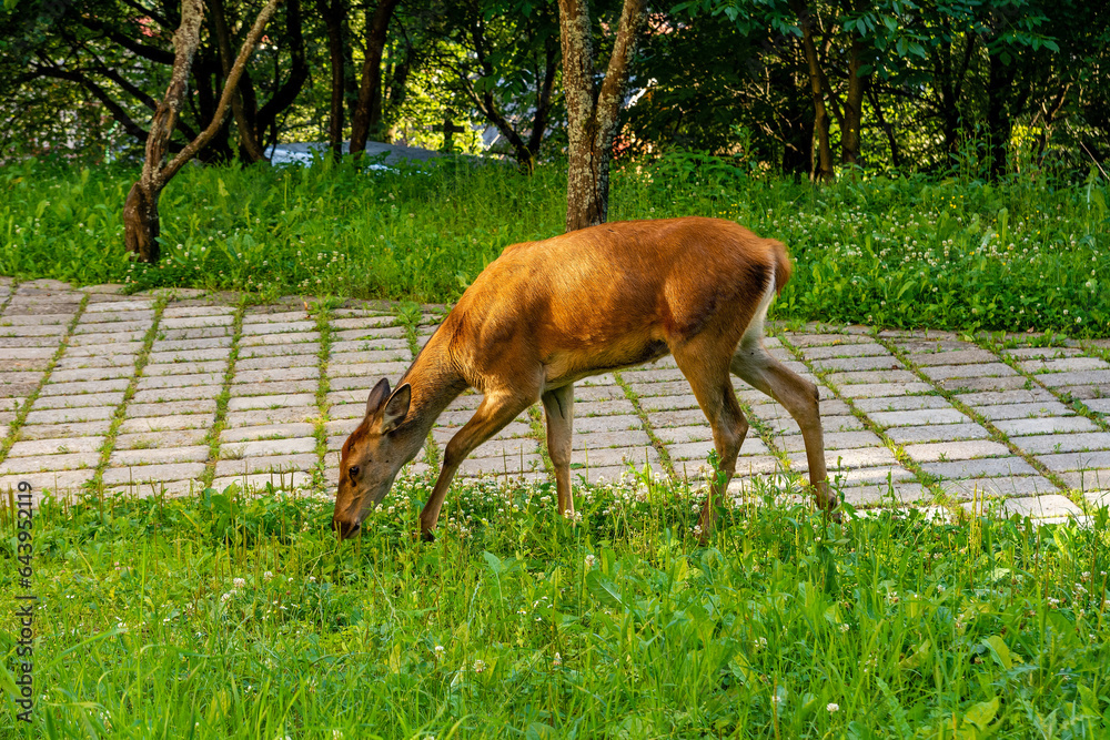 Roe deer on the grass (Szczawnica, Poland)