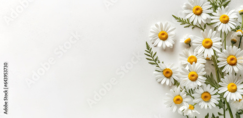 Chamomile bouquet flat lay isolated in white background