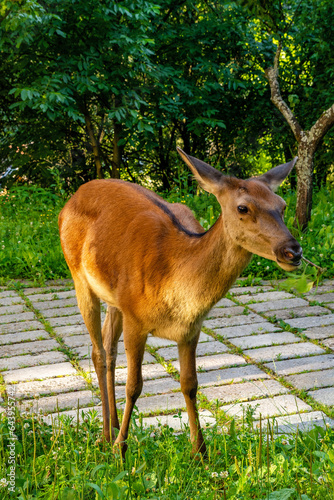 Obraz na płótnie Roe deer on the grass (Szczawnica, Poland) w salonie