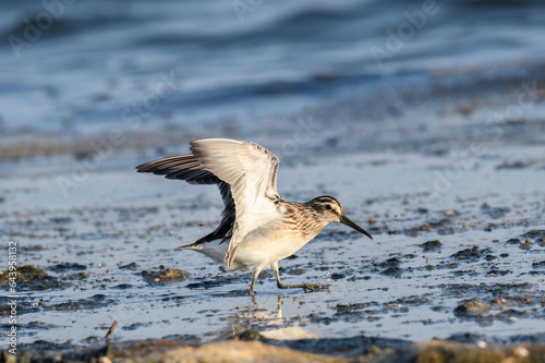 Broad-billed sandpiper ( Limicola falcinellus ) in nature
