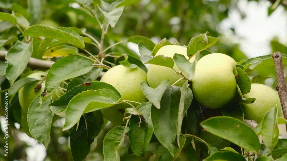 Growing organic green apples in the garden. Apple ripening season. Harvesting apples in autumn. Growing organic green apples in the garden. Apple ripening season. Harvesting apples in autumn.