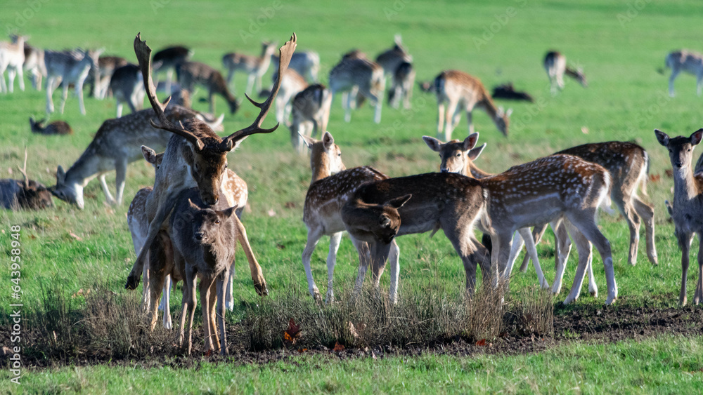 A herd of deer in Richmond wildlife park in London A herd of deer in Richmond wildlife park in London