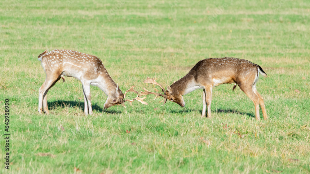A pair of deer fighting in Richmond wildlife park A pair of deer fighting in Richmond wildlife park
