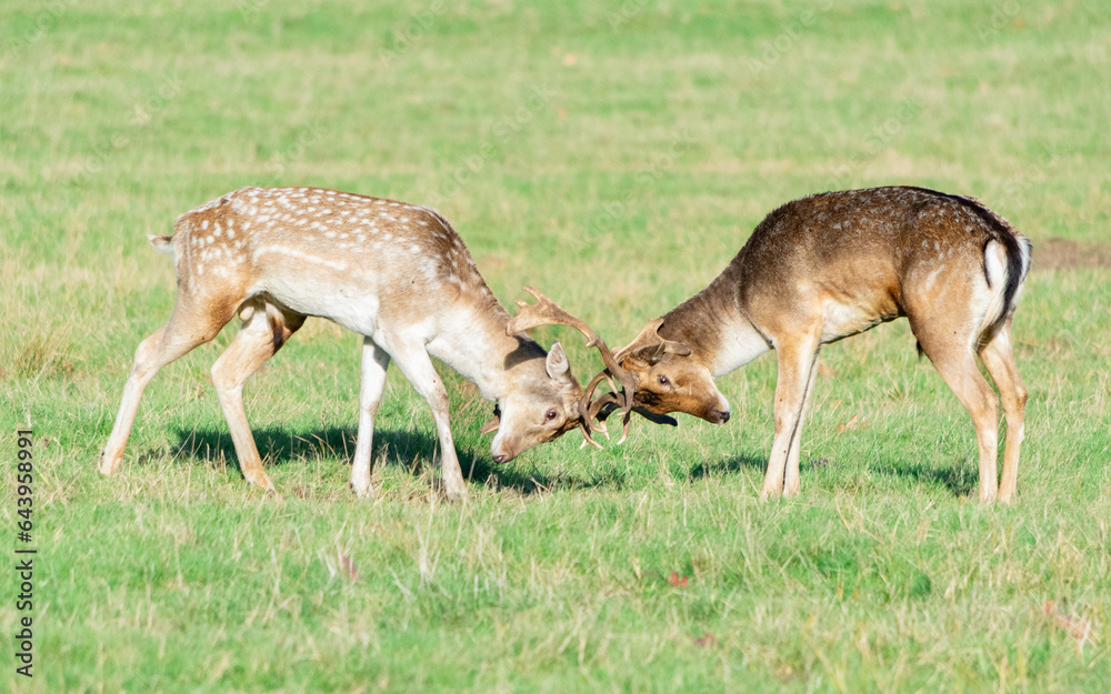 A pair of deer fighting in Richmond wildlife park A pair of deer fighting in Richmond wildlife park