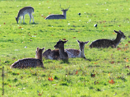 A herd of deer in Richmond wildlife park in London © McoBra89