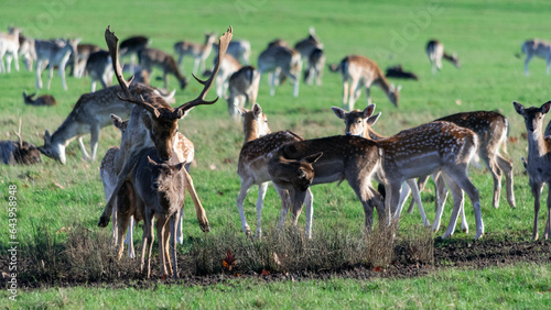 A herd of deer in Richmond wildlife park in London