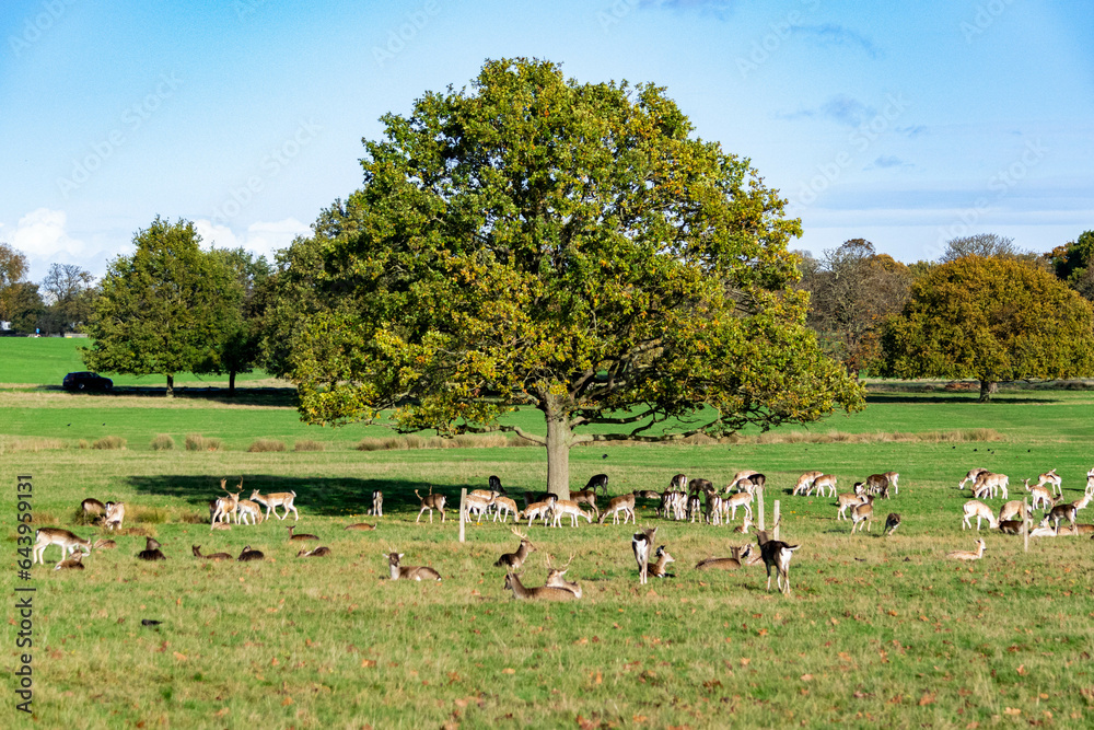 A herd of deer in Richmond wildlife park in London A herd of deer in Richmond wildlife park in London