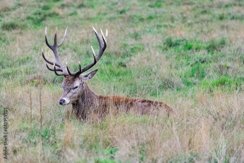 A stag lying down in the grass in Richmond wildlife park in London