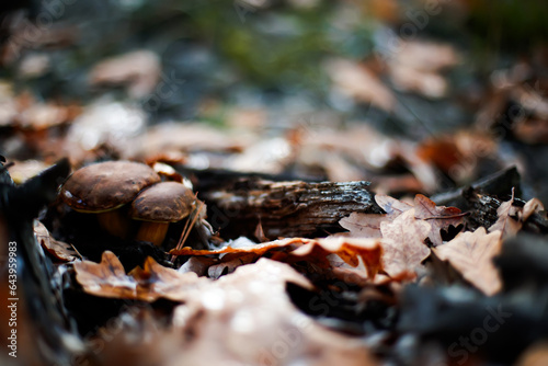 Mushrooms under oak leaves in an autumn park. Autumn Background