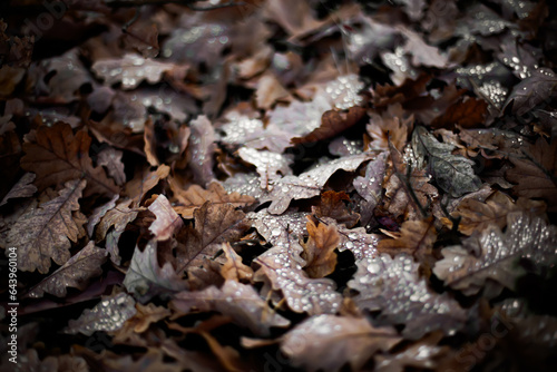 Oak leaves on the ground in autumn forest after rain. Autumn background