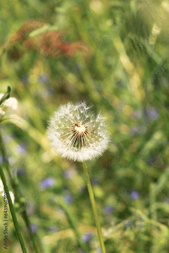 natura ,rolnictwo ,gryka owad ,pszczoła natura ,rolnictwo ,gryka owad ,pszczoła