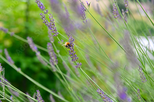 Detailaufnahme einer Biene in einem Lavendelstrauch im Garten