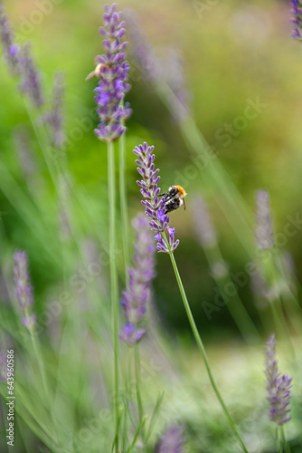 Fototapeta Naklejka Na Ścianę i Meble -  Detailaufnahme einer Biene in einem Lavendelstrauch im Garten