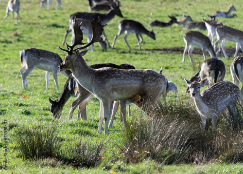 Fototapeta Naklejka Na Ścianę i Meble -  A herd of deer in Richmond wildlife park in London