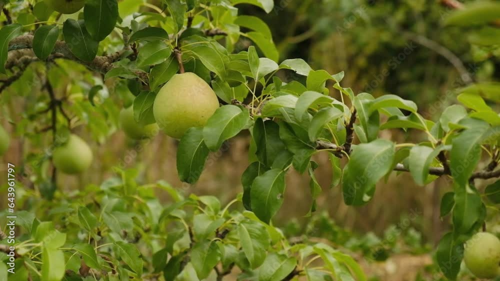 Growing organic pears in the garden. Pear season. Harvesting pears in autumn. Growing organic pears in the garden. Pear season. Harvesting pears in autumn.