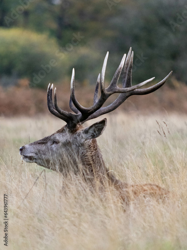 A stag lying down in the grass in Richmond wildlife park in London