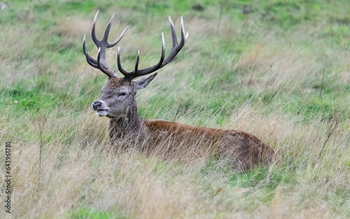 A stag lying down in the grass in Richmond wildlife park in London © McoBra89