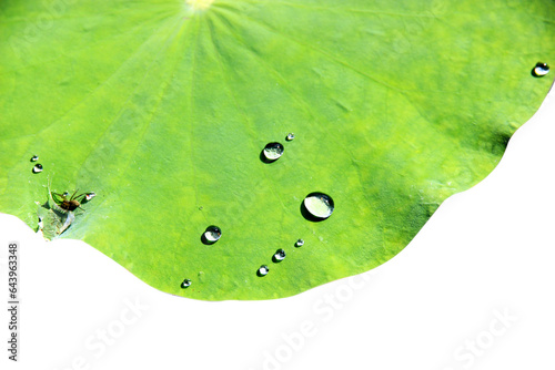 lotus leaf with water droplets isolated on white background.