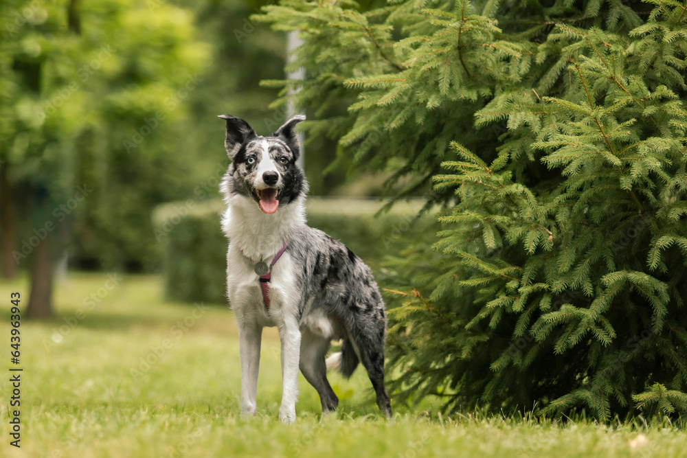Active Border Collie dog breed in the park.